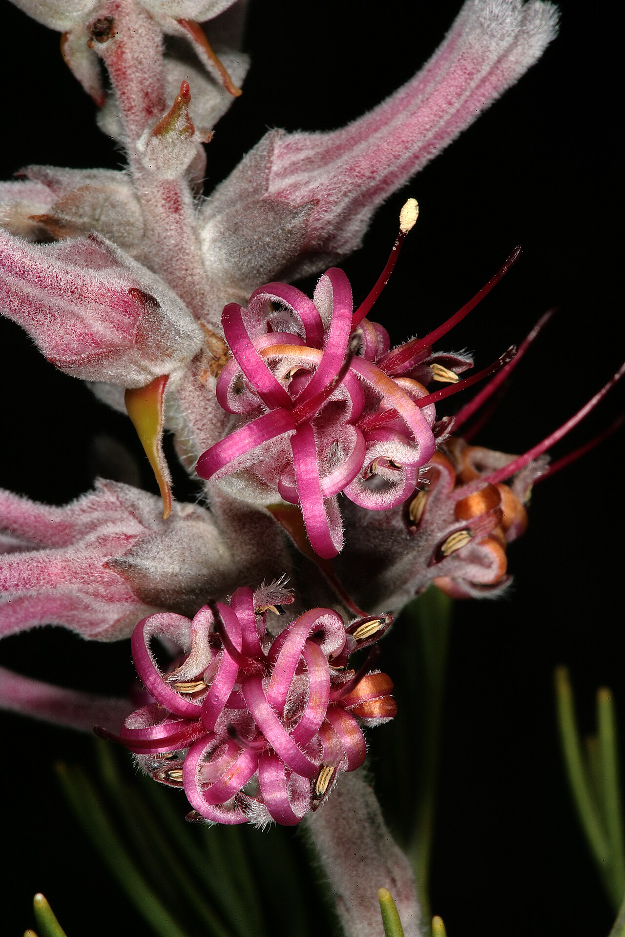 Smooth-leaf tree sceptre: Paranomus bracteolaris , flowers; Nieuwoudtville, Vanrhynspas, lookout on top of plateau, Northern Cape, South Africa