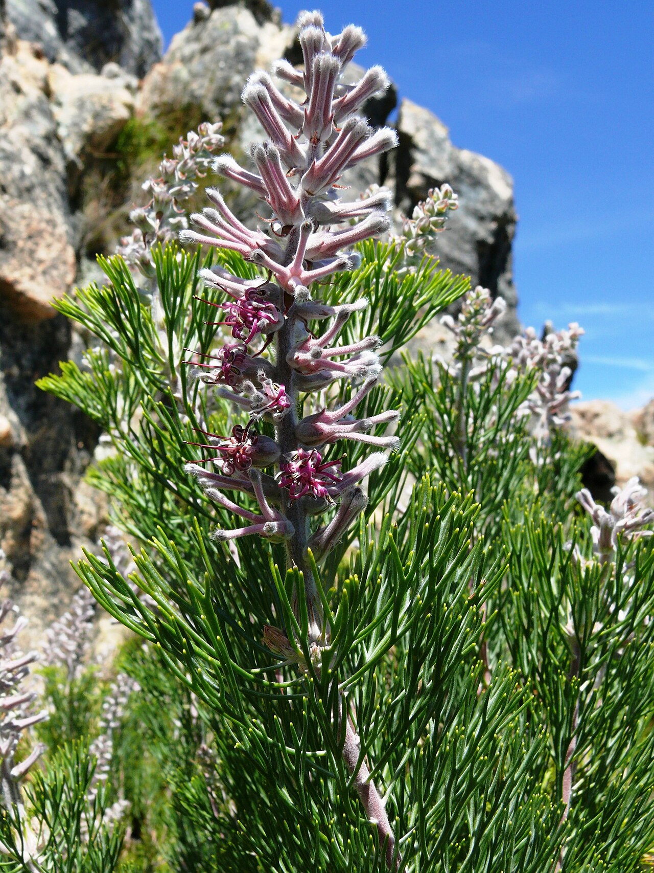 Smooth-leaf tree sceptre: The smooth-leaf tree sceptre, Paranomus bracteolaris , photographed by Tony Rebelo, on 16 October 2011, at the Cedarberg Wilderness Area, top end of Welbedachts