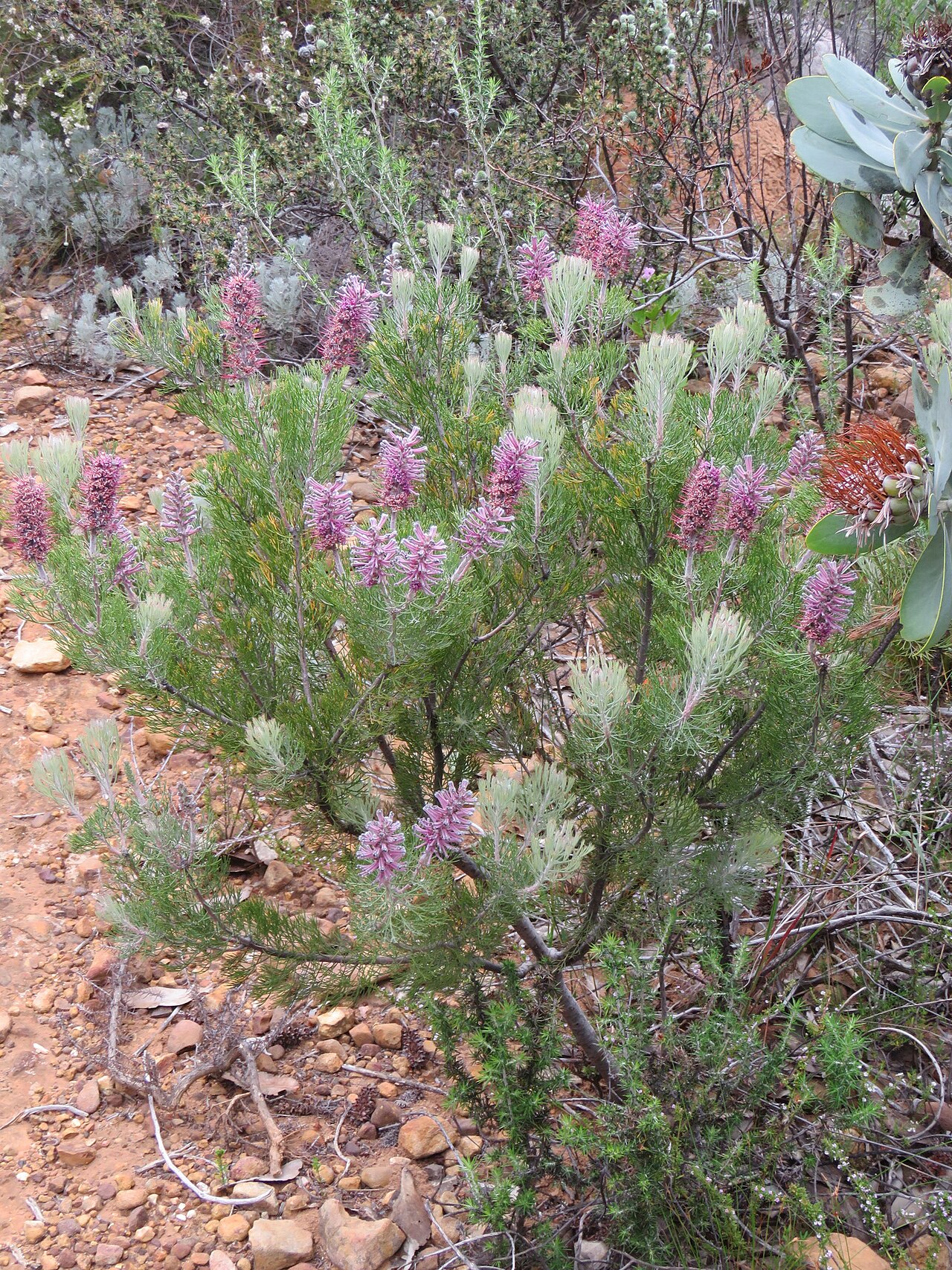 Smooth-leaf tree sceptre: Bokkeveld sceptre, smooth-leaved tree-sceptre or Paranomus bracteolaris, photographed by Ronald Flipphi, on 7 October 2019, along the footpath to the Sederberg