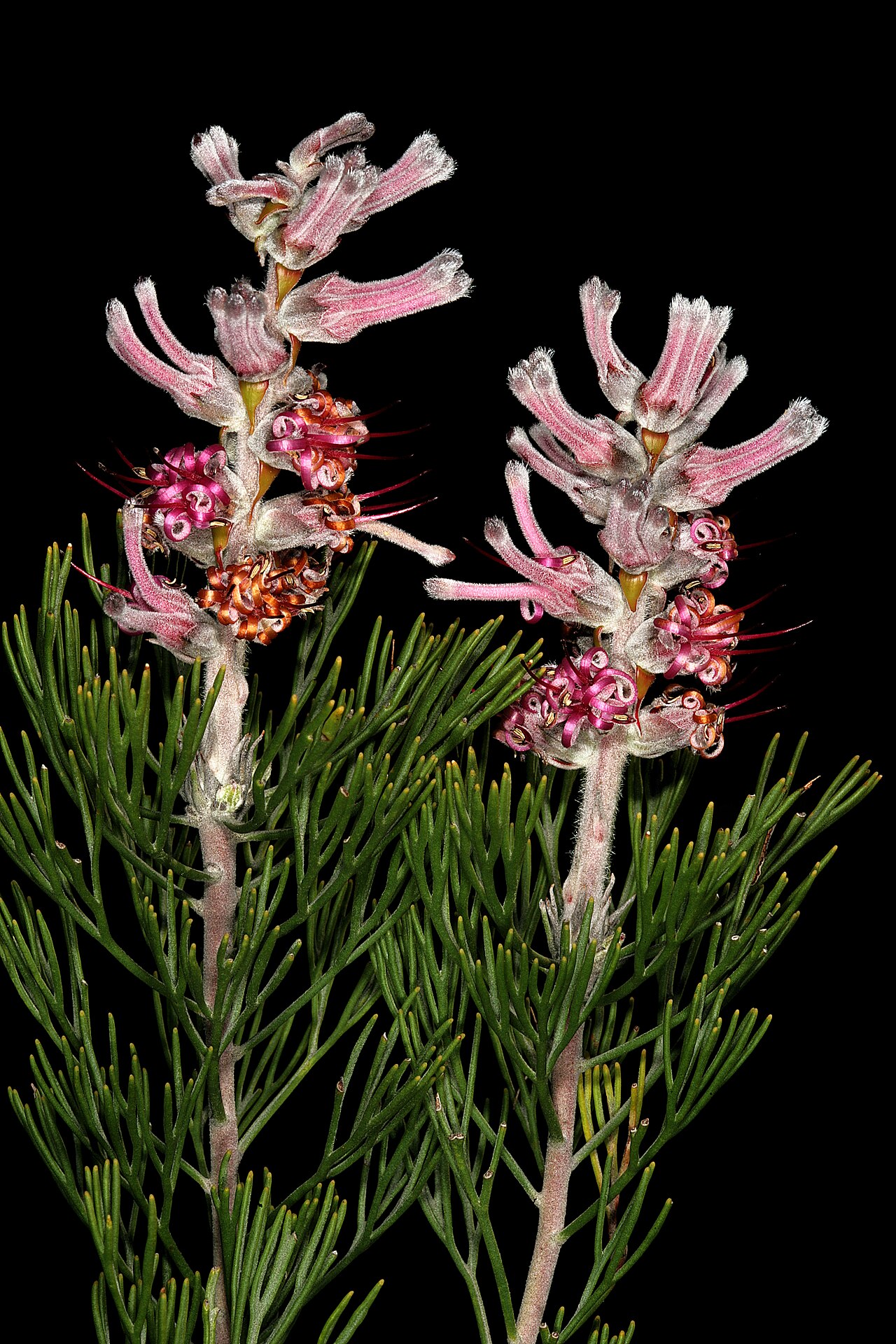 Smooth-leaf tree sceptre: Paranomus bracteolaris , inflorescences; Nieuwoudtville, Vanrhynspas, lookout on top of plateau, Northern Cape, South Africa