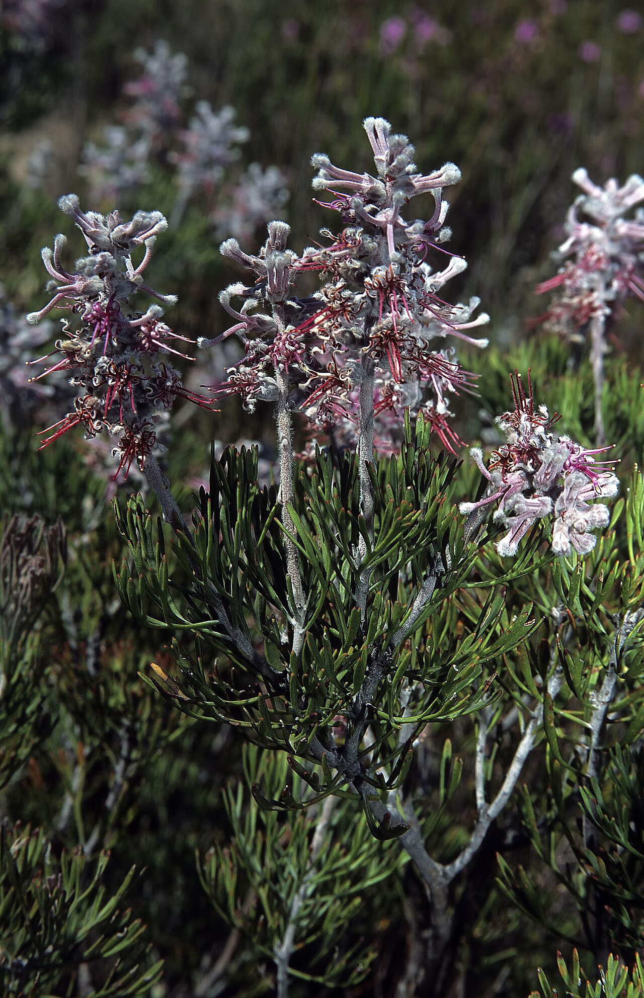 Long-head sceptre: Paranomus dispersus , plant in flower; Rooiberg Pass (arid fynbos), Calitzdorp, Western Cape, South Africa