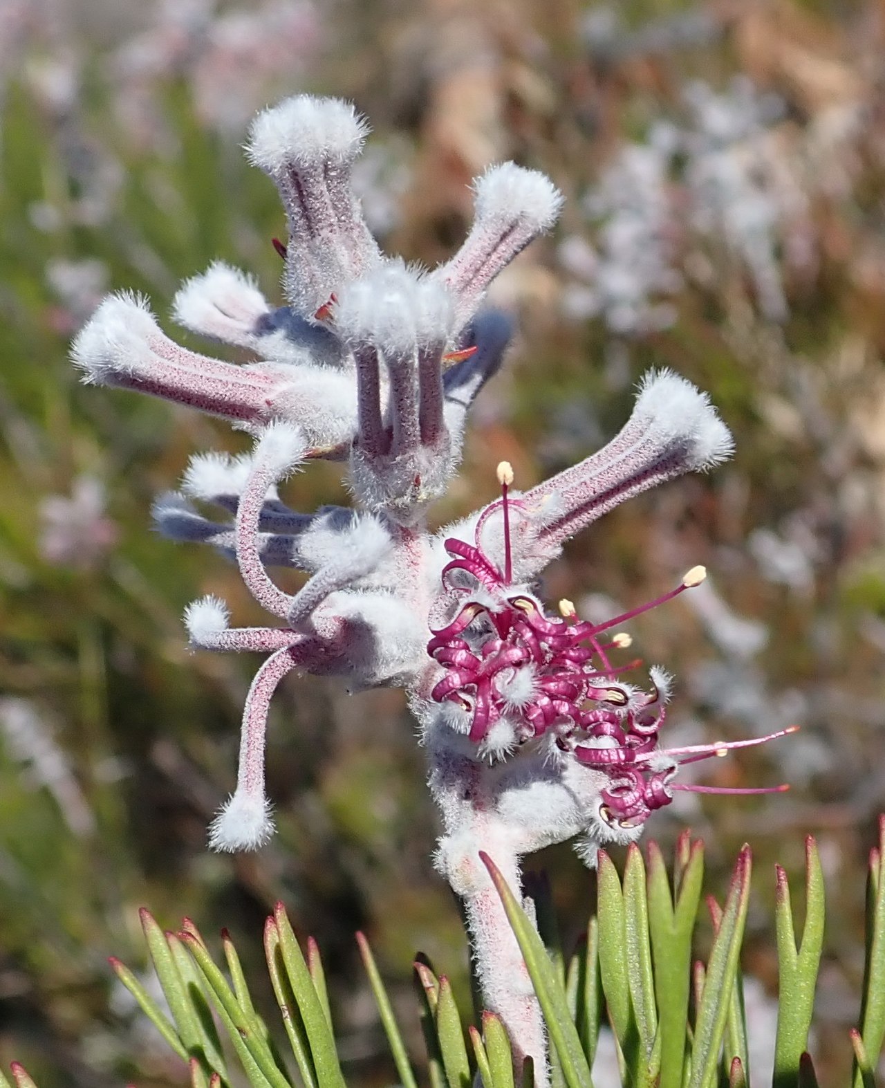 Long-head sceptre: A Long-head sceptre, Paranomus dispersus , flower head, photographed by Nicola van Berkel on 21 September 2018 in the Little Karoo at Rooiberg Conservancey, Lad
