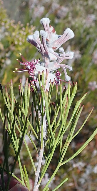 Long-head sceptre: A Long-head sceptre, Paranomus dispersus , flowering stem, photographed by Nicola van Berkel on 21 September 2018 in the Little Karoo at Rooiberg Conservancey,