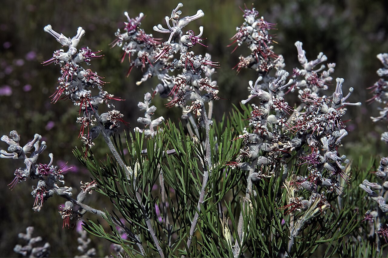 Long-head sceptre: Paranomus dispersus , plant in flower; Rooiberg Pass (arid fynbos), Calitzdorp, Western Cape, South Africa