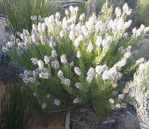 Scented sceptre: A scented sceptre, Paranomus dregei , photographed by Nicola van Berkel, on 13 November 2015, at Waboomsberg, Groot Swartberg range, Prince Albert County, Littl
