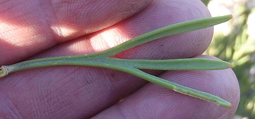 Scented sceptre: A scented sceptre, Paranomus dregei , photographed by Nicola van Berkel, on 13 November 2015, at Waboomsberg, Groot Swartberg range, Prince Albert County, Littl