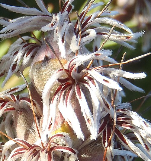 Scented sceptre: A scented sceptre, Paranomus dregei , photographed by Nicola van Berkel, on 13 November 2015, at Waboomsberg, Groot Swartberg range, Prince Albert County, Littl
