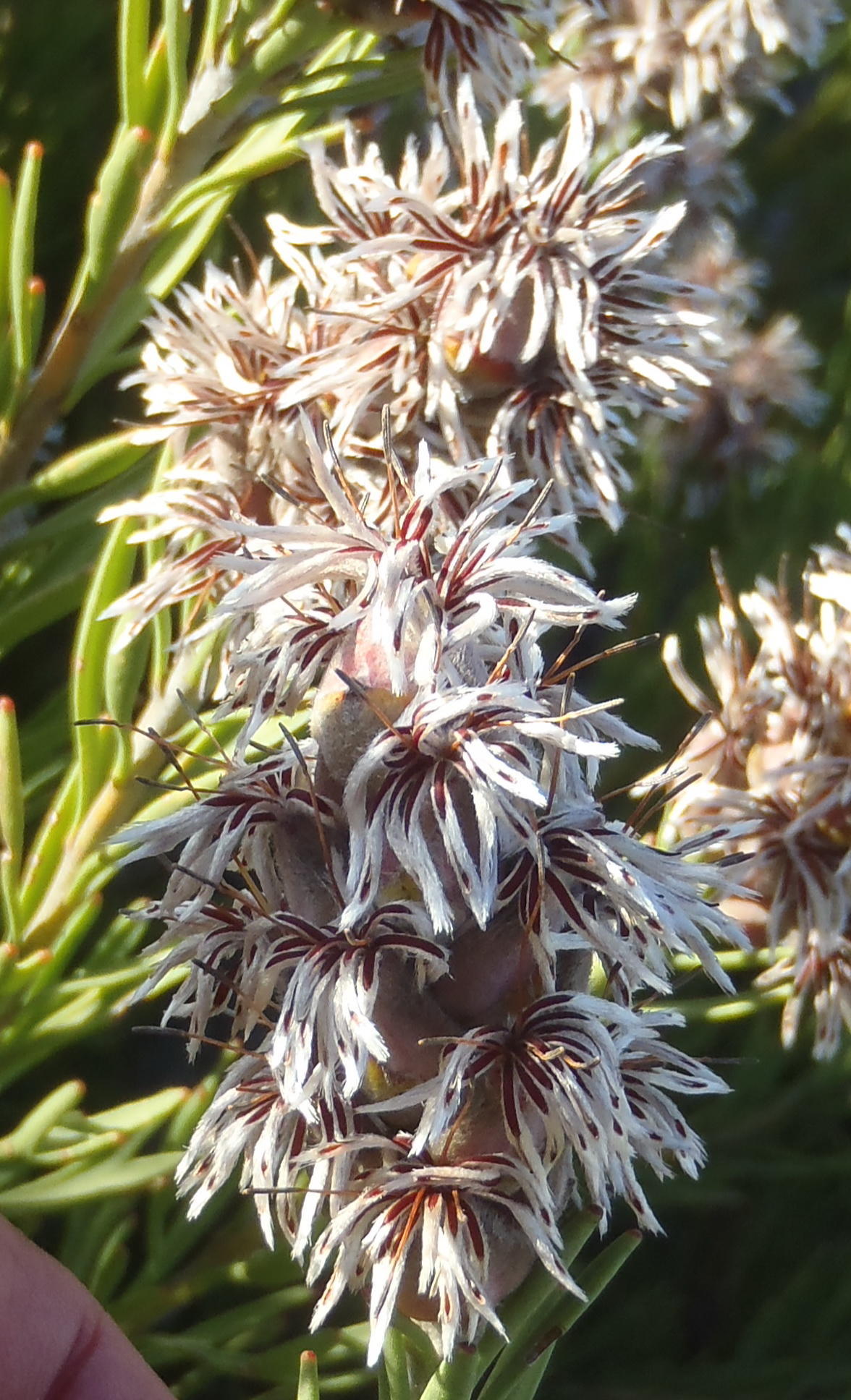 Scented sceptre: A scented sceptre, Paranomus dregei , photographed by Nicola van Berkel, on 13 November 2015, at Waboomsberg, Groot Swartberg range, Prince Albert County, Littl