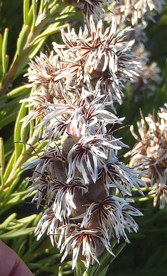 Scented sceptre: A scented sceptre, Paranomus dregei , photographed by Nicola van Berkel, on 13 November 2015, at Waboomsberg, Groot Swartberg range, Prince Albert County, Littl