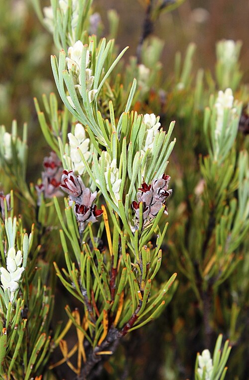 Scented sceptre: A scented sceptre, Paranomus dregei , old fruiting heads and young head in bud, photographed by Tony Rebelo, on 29 April 2012, at the Anysberg Nature Reserve, A