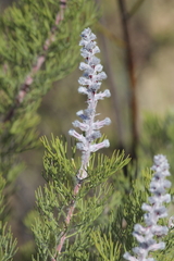 Rabbit-paw sceptre (Paranomus lagopus)