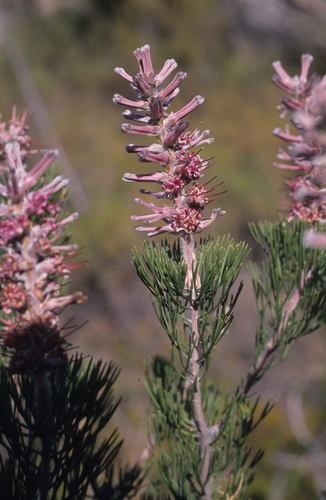 Rabbit-paw sceptre (Paranomus lagopus)