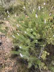 Rabbit-paw sceptre (Paranomus lagopus)