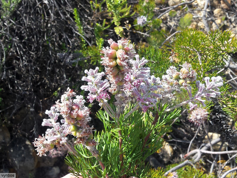 Rabbit-paw sceptre (Paranomus lagopus)