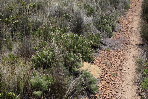 Rabbit-paw sceptre (Paranomus lagopus)