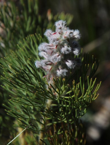 Rabbit-paw sceptre (Paranomus lagopus)
