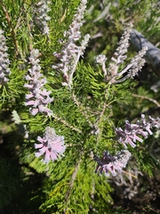 Rabbit-paw sceptre (Paranomus lagopus)