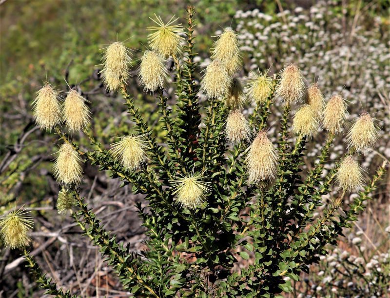 Van Staden's sceptre (Paranomus reflexus)