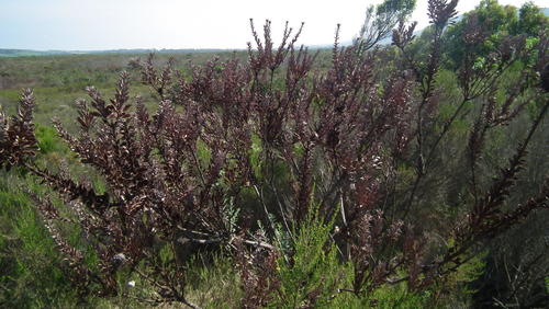 Van Staden's sceptre (Paranomus reflexus)