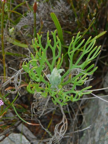Bottlebush (Paranomus sceptrum-gustavianus)