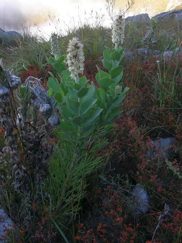 Bottlebush (Paranomus sceptrum-gustavianus)