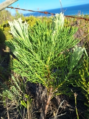 Bottlebush (Paranomus sceptrum-gustavianus)