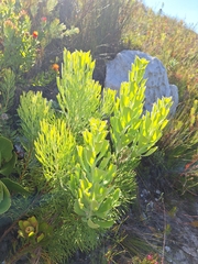 Bottlebush (Paranomus sceptrum-gustavianus)