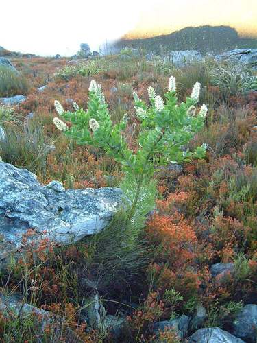 Bottlebush (Paranomus sceptrum-gustavianus)