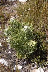 Bottlebush (Paranomus sceptrum-gustavianus)