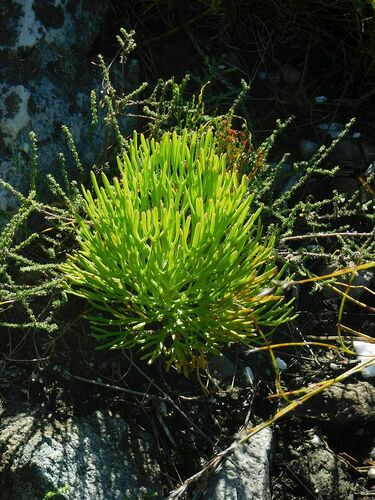 Bottlebush (Paranomus sceptrum-gustavianus)