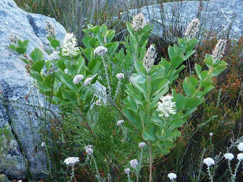 Bottlebush (Paranomus sceptrum-gustavianus)