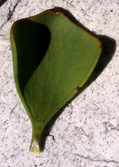 Bottlebush: A King Gustave's sceptre, Paranomus sceptrum-gustavianus , flowering stem leaf, photographed by Tony Rebelo, on 5 Januari 2012, in the Fernkloof Nature Reserve,