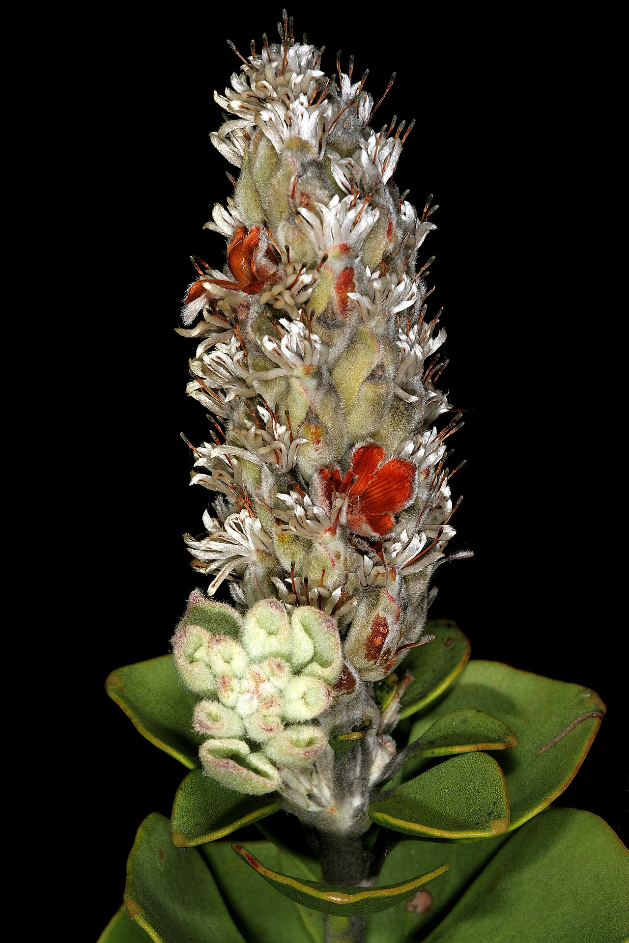 Bottlebush: Paranomus sceptrum-gustavianus , infructescence (fruiting head); Betty's Bay, higher mountain slopes above Harold Porter National Botanical Garden, Western Cape