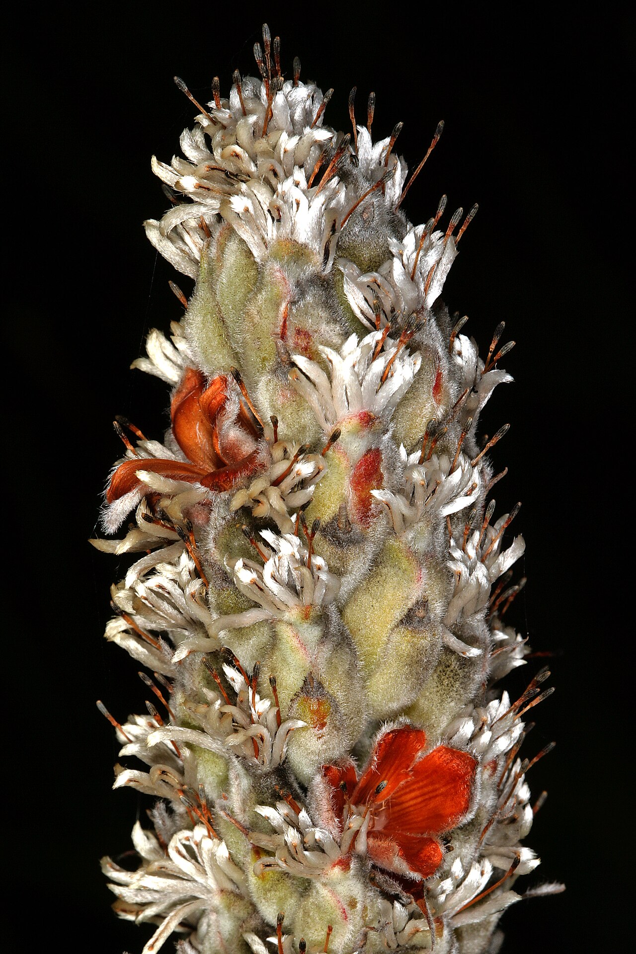 Bottlebush: Paranomus sceptrum-gustavianus , upper part of infructescence (fruiting head); Betty's Bay, higher mountain slopes above Harold Porter National Botanical Garden