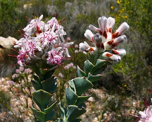 Langeberg sceptre: A Langeberg sceptre, Paranomus spathulatus , photographed by Tony Rebelo, on 23 September 2011, along the Waterfall Trail near the start a Barrydale, Swellendam