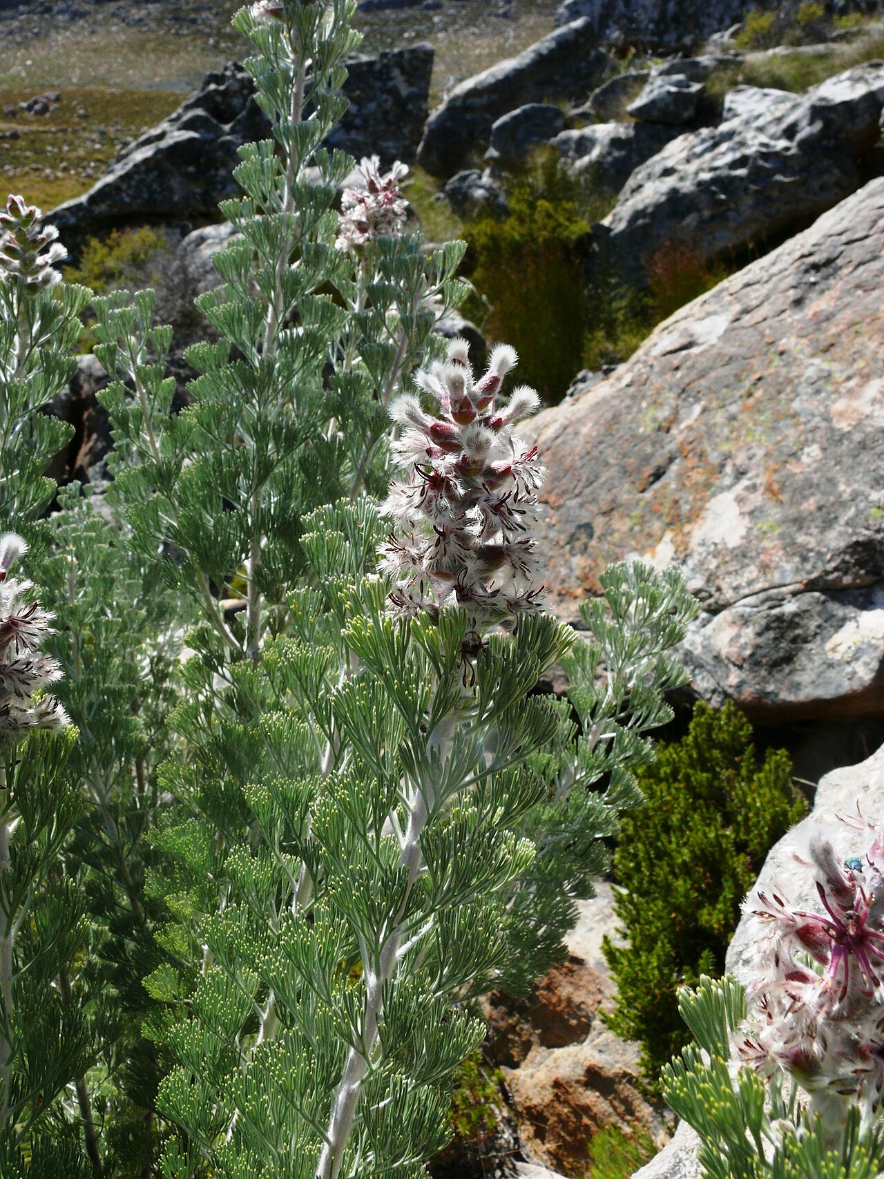 Hairy-leaf sceptre: A hairy-leaf sceptre, Paranomus tomentosus , flowering stems, photographed by Tony Rebelo, on 16 October 2011, in the Cedarberg Wilderness Area, on the Cedarber