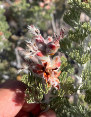 Hairy-leaf sceptre (Paranomus tomentosus)