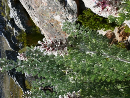 Hairy-leaf sceptre (Paranomus tomentosus)