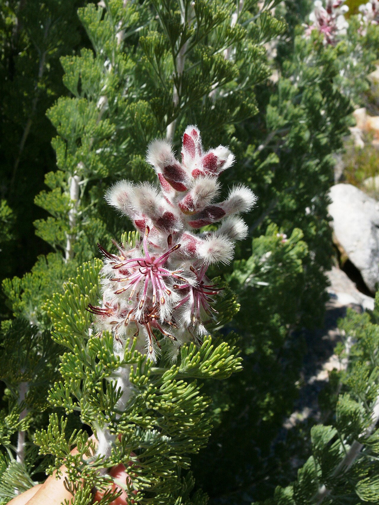 Hairy-leaf sceptre: A hairy-leaf sceptre, Paranomus tomentosus , flower head, photographed by Tony Rebelo, on 16 October 2011, in the Cedarberg Wilderness Area, on the Cedarberg at