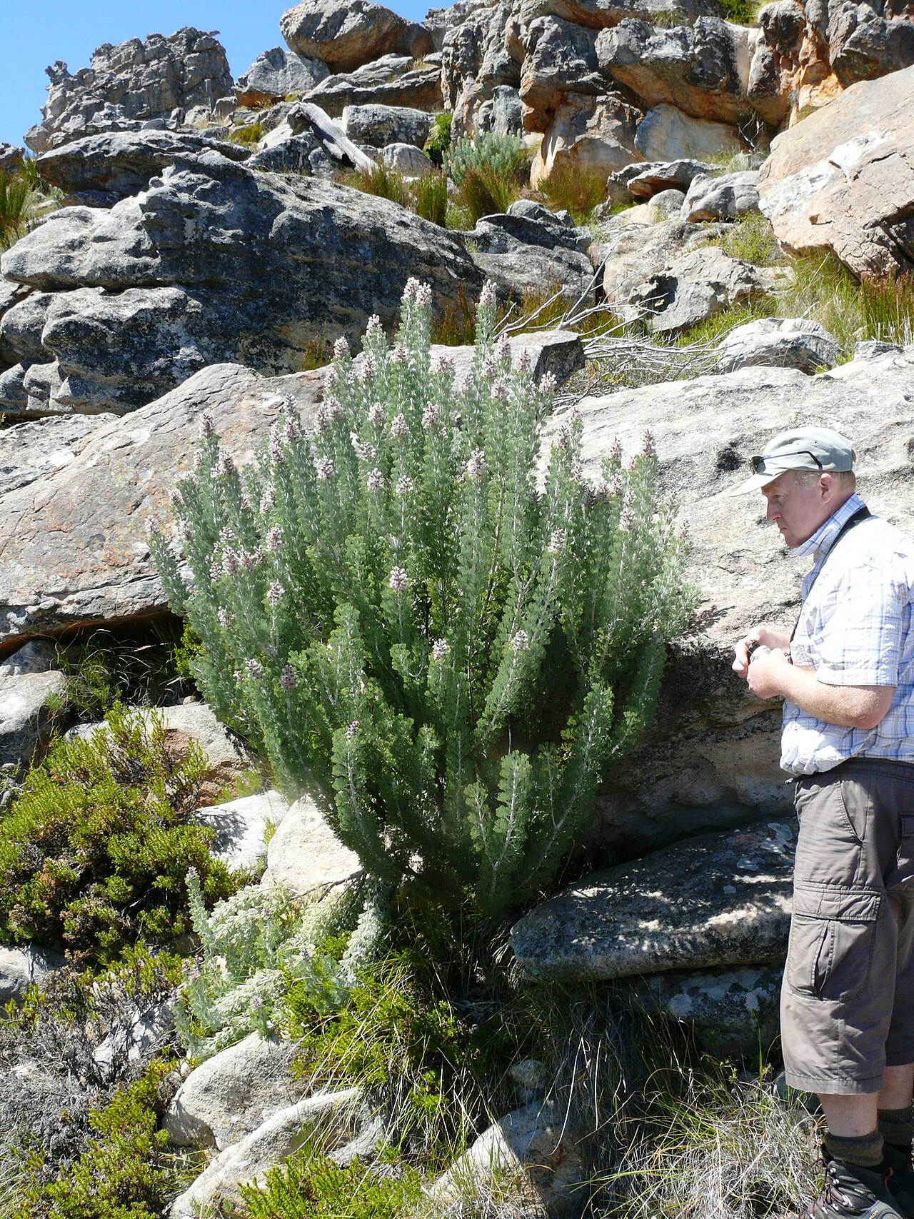 Hairy-leaf sceptre: A hairy-leaf sceptre, Paranomus tomentosus , habit, photographed by Tony Rebelo, on 16 October 2011, in the Cedarberg Wilderness Area, on the Cedarberg at the t