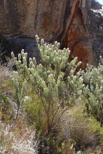 Hairy-leaf sceptre (Paranomus tomentosus)