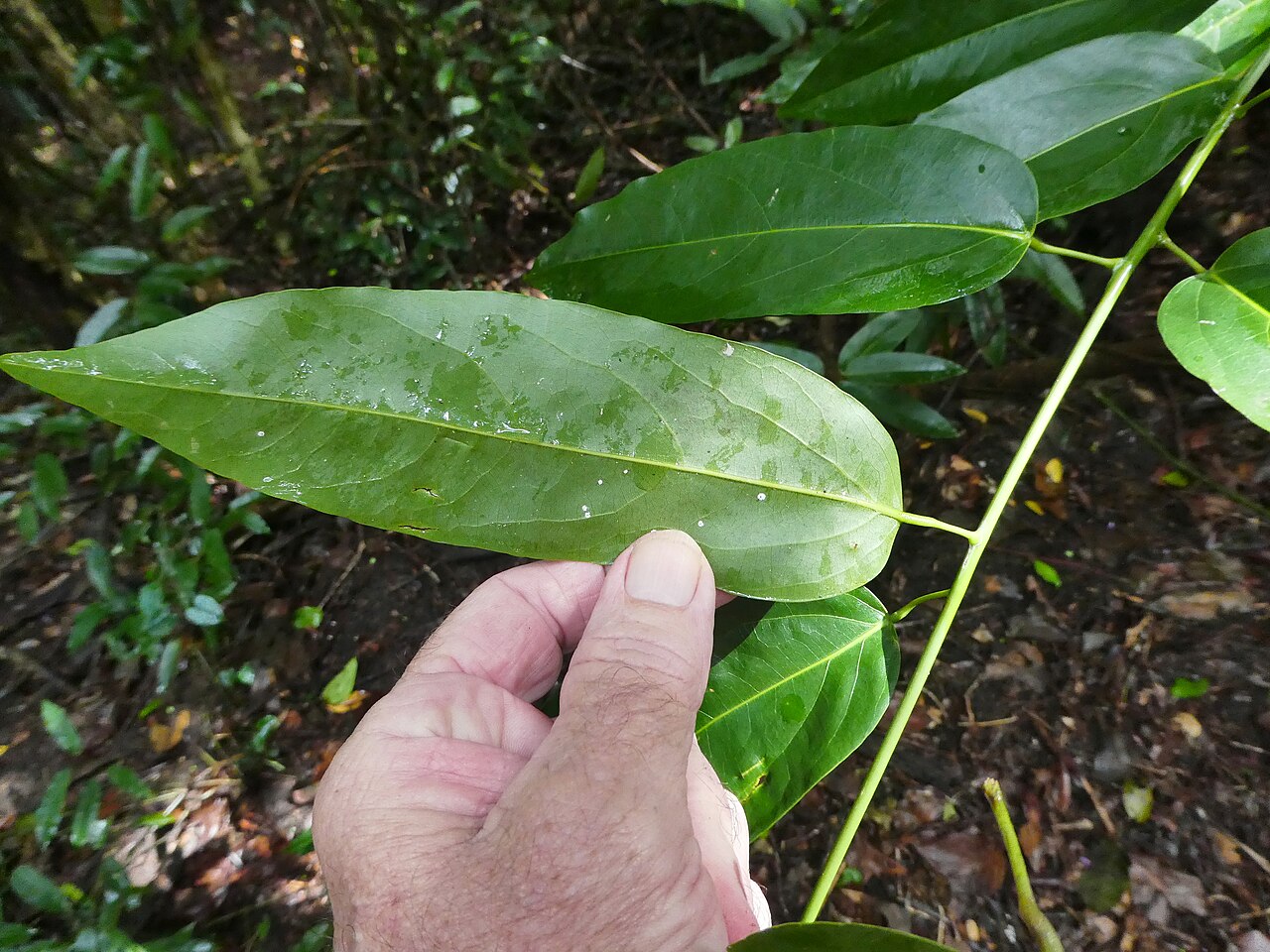 Parapachygone longifolia: Parapachygone longifolia growing in swampy rainforest in Cairns, Queensland, July 2024
