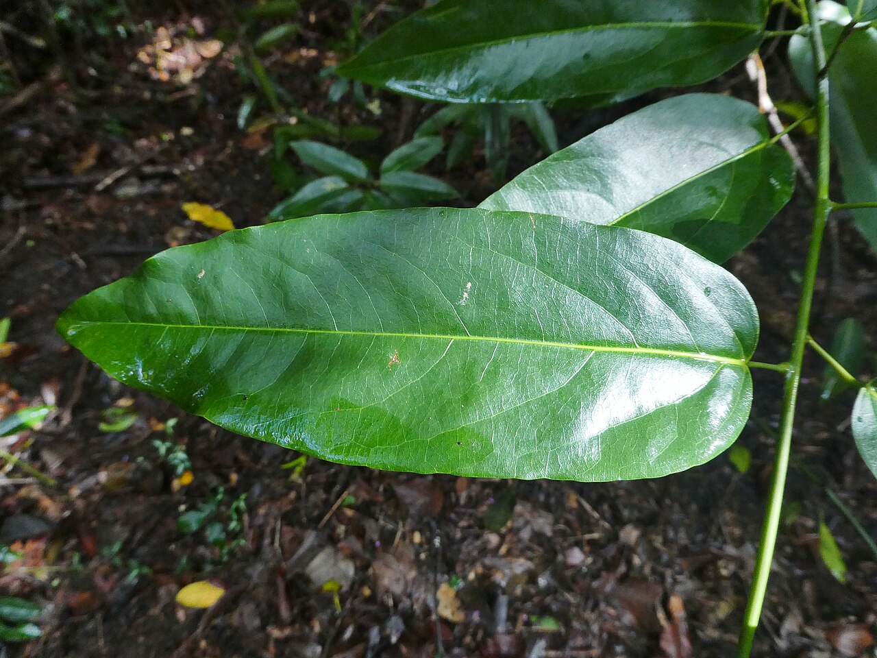 Parapachygone longifolia: Parapachygone longifolia growing in swampy rainforest in Cairns, Queensland, July 2024