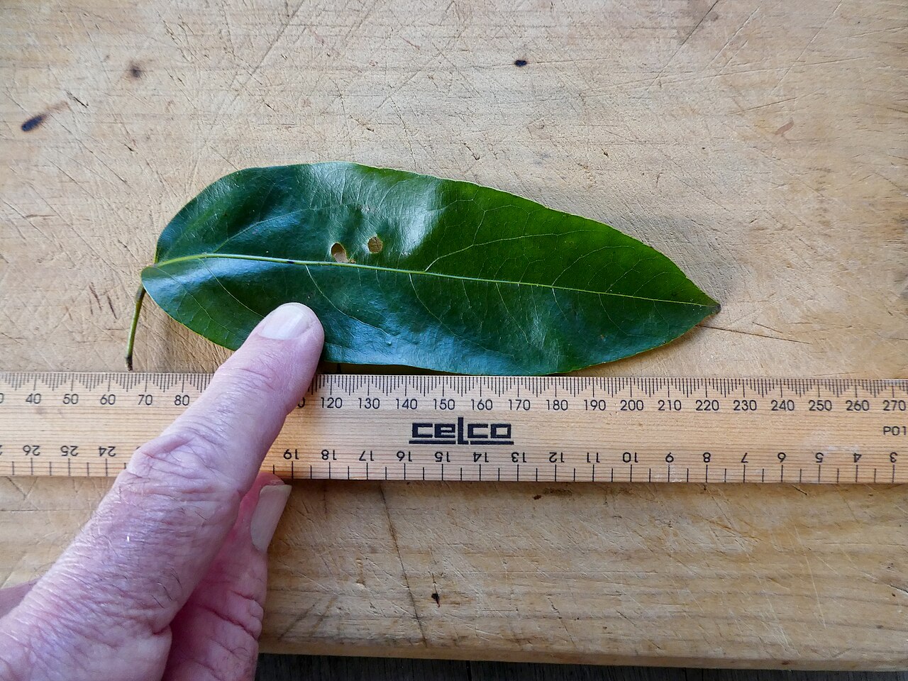 Parapachygone longifolia: Parapachygone longifolia