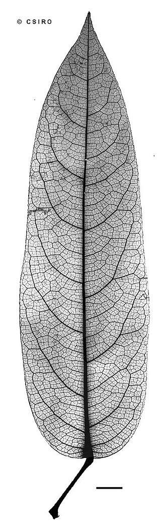 Parapachygone longifolia: Parapachygone longifolia x-ray of leaf