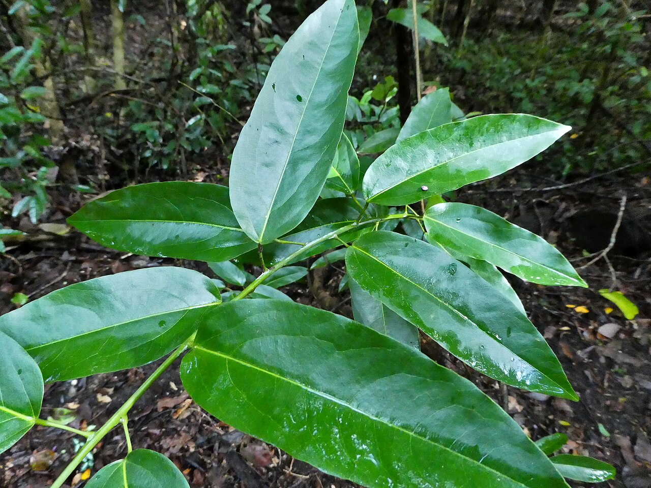 Parapachygone longifolia: Parapachygone longifolia growing in swampy rainforest in Cairns, Queensland, July 2024