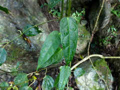 Parapachygone longifolia (Parapachygone longifolia)