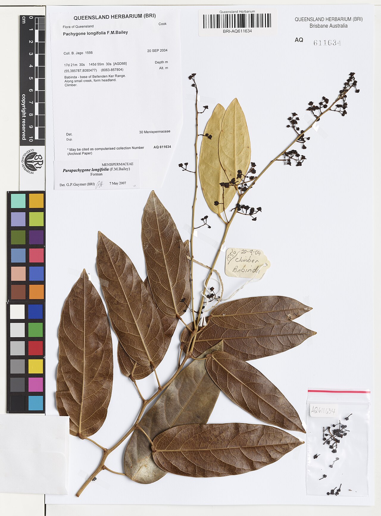 Parapachygone longifolia: Parapachygone longifolia herbarium specimen