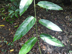 Parapachygone longifolia (Parapachygone longifolia)