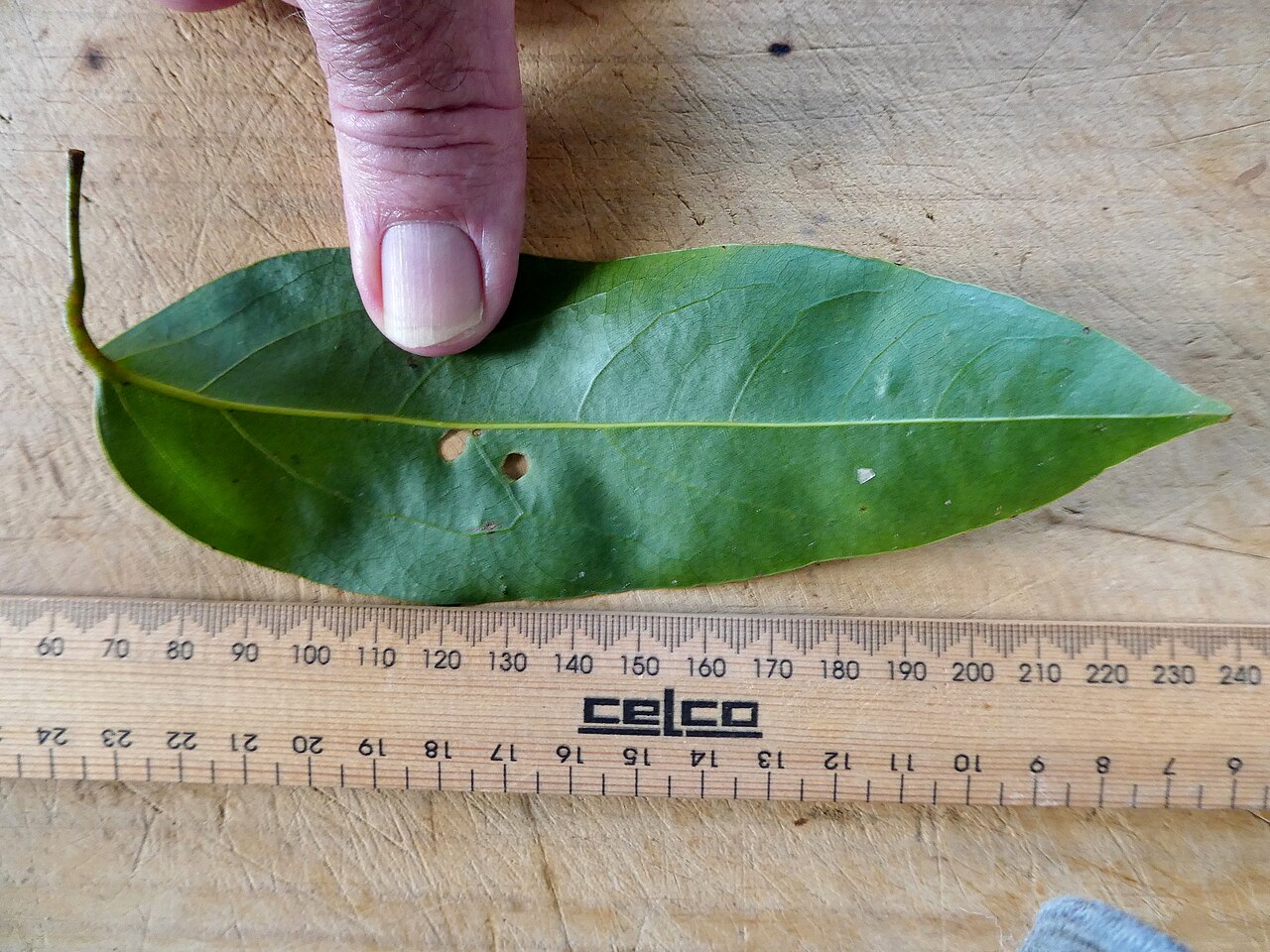 Parapachygone longifolia: Parapachygone longifolia